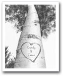 Love Birch Tree