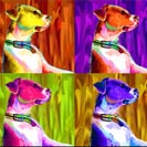 4ap-dog