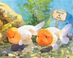 Oranda Goldfish