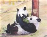 Panda Romance