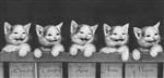 Kittens V
