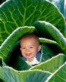 Cabbage Baby from Photos