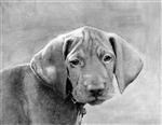 Hand Drawn Dog Pencil Sketch from Photos