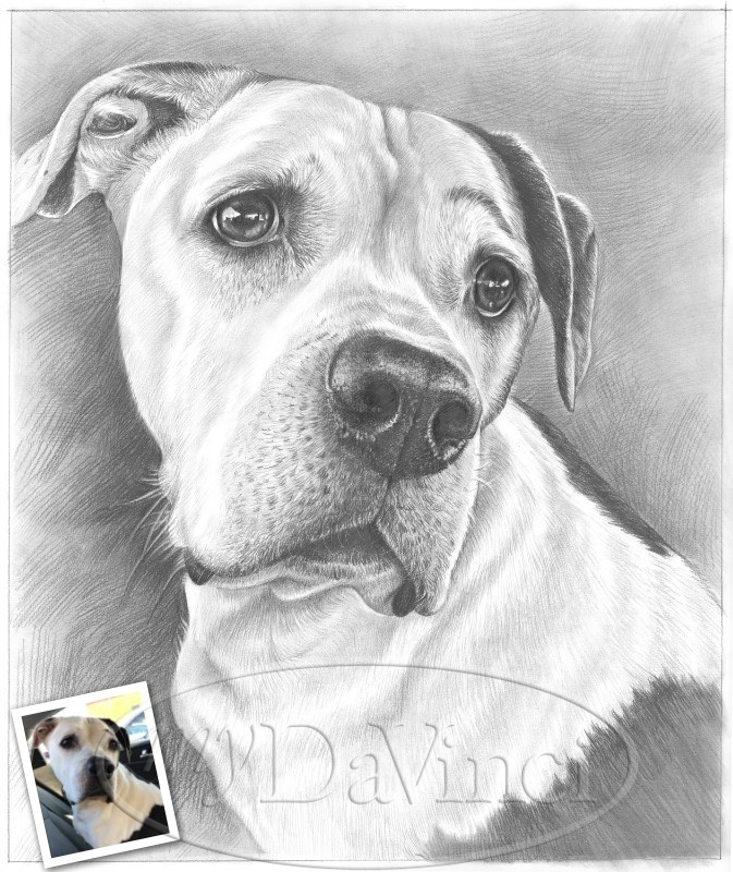 personalized pet drawing Dog portrait illustration pet portrait sketch Multi Pets