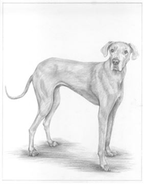 Hand Drawn Pencil Portraits from Photos | Pencil Portrait Drawing | Pencil Sketch Artists