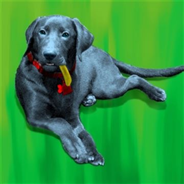 1 Panel Pop Art Portraits from Photos