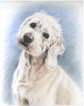 Hand Drawn Colored Pencil Portraits from Photos | Colored Pencil Drawings from Photos
