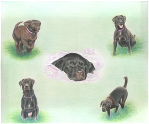 Hand Drawn Colored Pencil Portraits from Photos | Colored Pencil Drawings from Photos