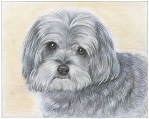 Hand Drawn Colored Pencil Portraits from Photos | Colored Pencil Drawings from Photos