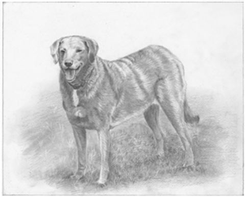 Hand Drawn Pencil Portraits from Photos | Pencil Portrait Drawing | Pencil Sketch Artists