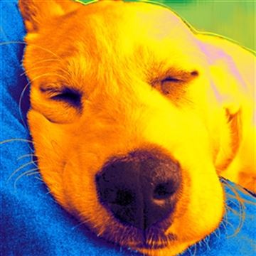 1 Panel Pop Art Portraits from Photos