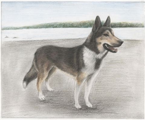 Hand Drawn Colored Pencil Portraits from Photos | Colored Pencil Drawings from Photos