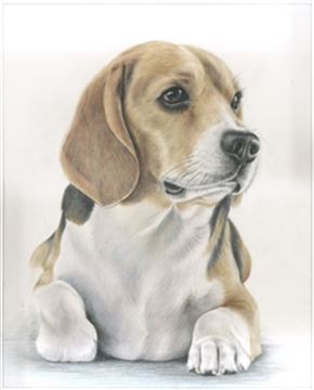 Hand Drawn Colored Pencil Portraits from Photos | Colored Pencil Drawings from Photos