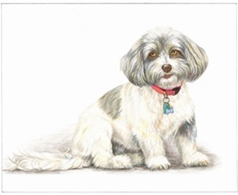 Hand Drawn Colored Pencil Portraits from Photos | Colored Pencil Drawings from Photos