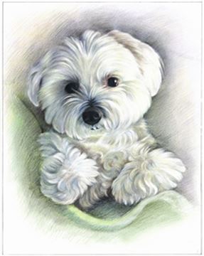 Hand Drawn Colored Pencil Portraits from Photos | Colored Pencil Drawings from Photos