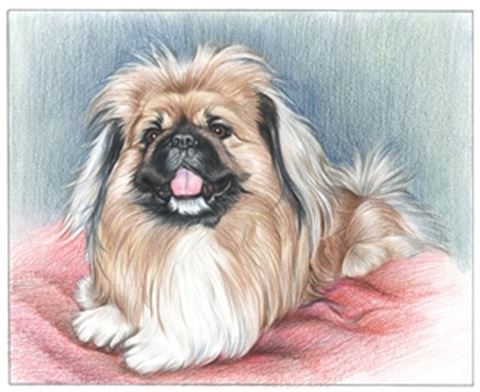 Hand Drawn Colored Pencil Portraits from Photos | Colored Pencil Drawings from Photos