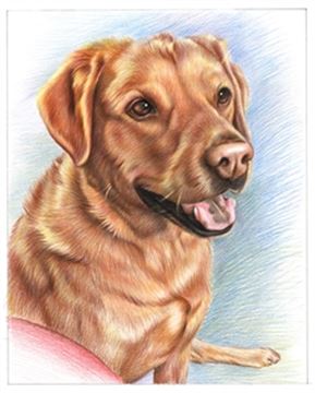 Hand Drawn Colored Pencil Portraits from Photos | Colored Pencil Drawings from Photos