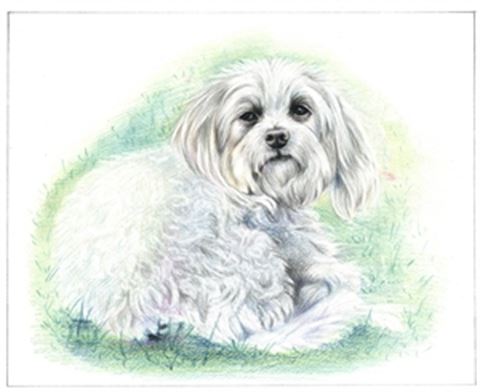 Hand Drawn Colored Pencil Portraits from Photos | Colored Pencil Drawings from Photos