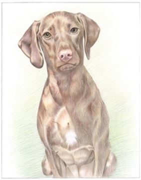 Hand Drawn Colored Pencil Portraits from Photos | Colored Pencil Drawings from Photos