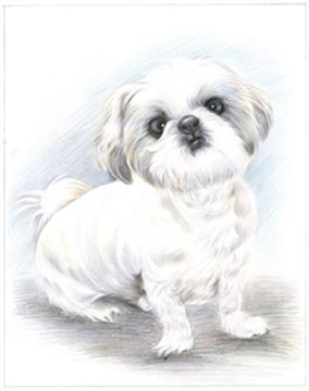 Hand Drawn Colored Pencil Portraits from Photos | Colored Pencil Drawings from Photos