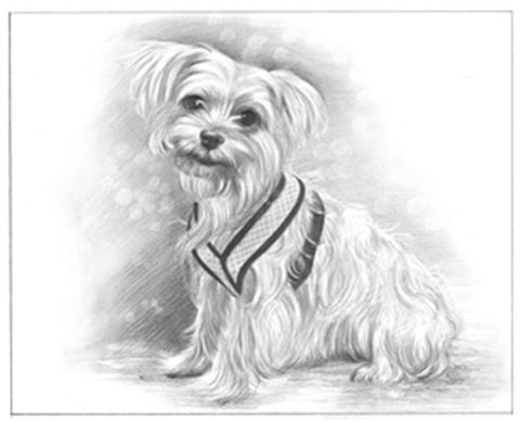 Hand Drawn Pencil Portraits from Photos | Pencil Portrait Drawing | Pencil Sketch Artists