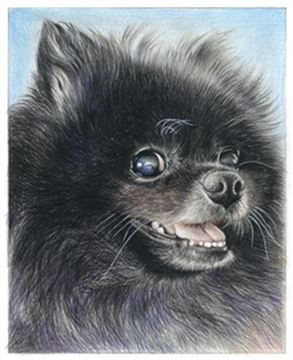 Hand Drawn Colored Pencil Portraits from Photos | Colored Pencil Drawings from Photos