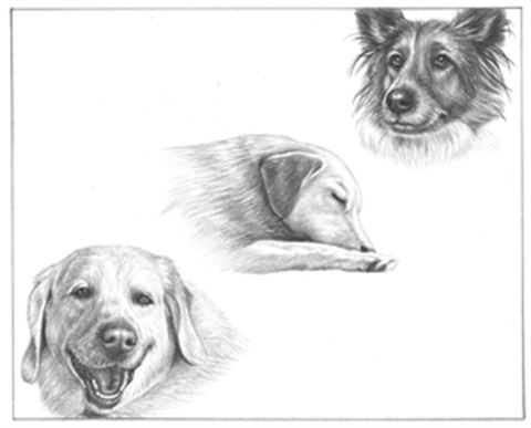 Hand Drawn Pencil Portraits from Photos | Pencil Portrait Drawing | Pencil Sketch Artists