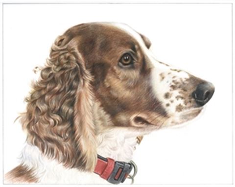 Hand Drawn Colored Pencil Portraits from Photos | Colored Pencil Drawings from Photos