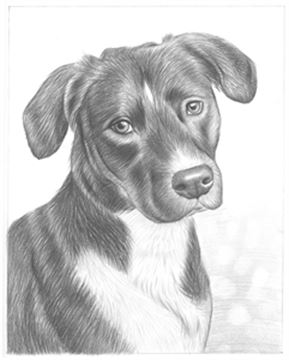 Hand Drawn Pencil Portraits from Photos | Pencil Portrait Drawing | Pencil Sketch Artists
