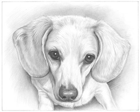 Hand Drawn Pencil Portraits from Photos | Pencil Portrait Drawing | Pencil Sketch Artists