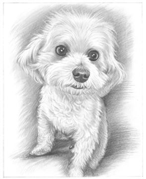 Hand Drawn Pencil Portraits from Photos | Pencil Portrait Drawing | Pencil Sketch Artists