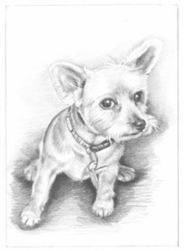Hand Drawn Pencil Portraits from Photos | Pencil Portrait Drawing | Pencil Sketch Artists