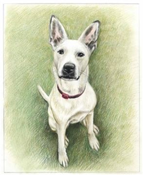 Hand Drawn Colored Pencil Portraits from Photos | Colored Pencil Drawings from Photos