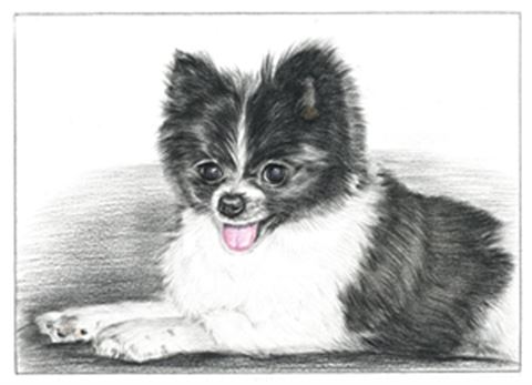 Hand Drawn Colored Pencil Portraits from Photos | Colored Pencil Drawings from Photos