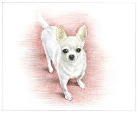 Hand Drawn Colored Pencil Portraits from Photos | Colored Pencil Drawings from Photos