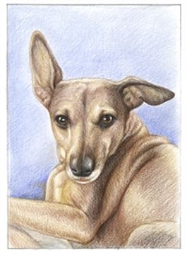 Hand Drawn Colored Pencil Portraits from Photos | Colored Pencil Drawings from Photos
