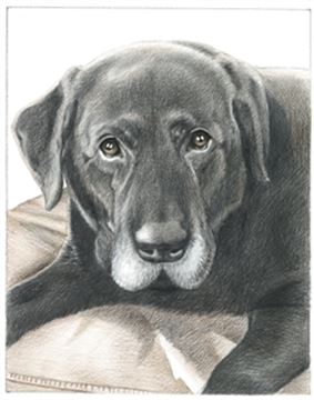 Hand Drawn Colored Pencil Portraits from Photos | Colored Pencil Drawings from Photos