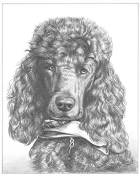 Hand Drawn Pencil Portraits from Photos | Pencil Portrait Drawing | Pencil Sketch Artists