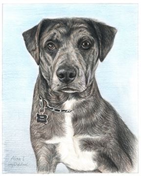 Hand Drawn Colored Pencil Portraits from Photos | Colored Pencil Drawings from Photos