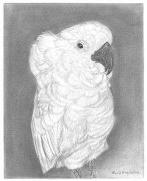 Hand Drawn Pencil Portraits from Photos | Pencil Portrait Drawing | Pencil Sketch Artists