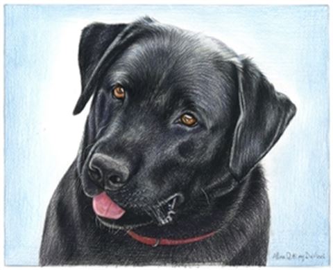Hand Drawn Colored Pencil Portraits from Photos | Colored Pencil Drawings from Photos