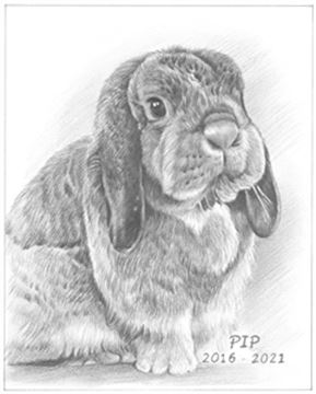 Hand Drawn Pencil Portraits from Photos | Pencil Portrait Drawing | Pencil Sketch Artists