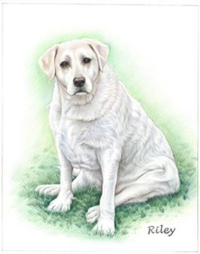 Hand Drawn Colored Pencil Portraits from Photos | Colored Pencil Drawings from Photos