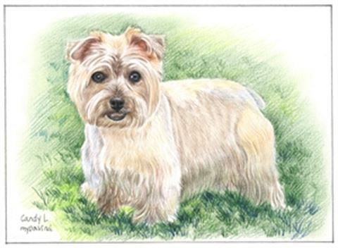 Hand Drawn Colored Pencil Portraits from Photos | Colored Pencil Drawings from Photos