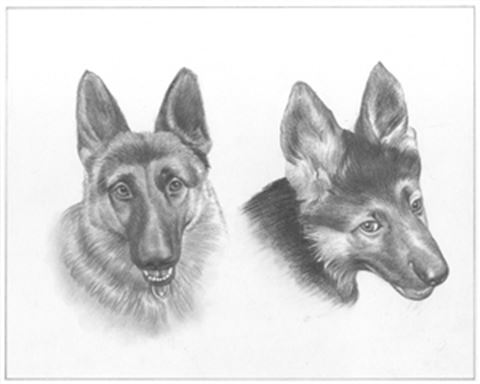 Hand Drawn Pencil Portraits from Photos | Pencil Portrait Drawing | Pencil Sketch Artists