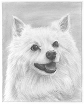 Hand Drawn Pencil Portraits from Photos | Pencil Portrait Drawing | Pencil Sketch Artists