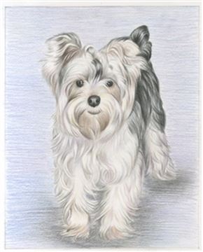 Hand Drawn Colored Pencil Portraits from Photos | Colored Pencil Drawings from Photos