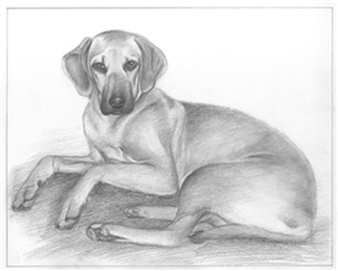 Hand Drawn Pencil Portraits from Photos | Pencil Portrait Drawing | Pencil Sketch Artists