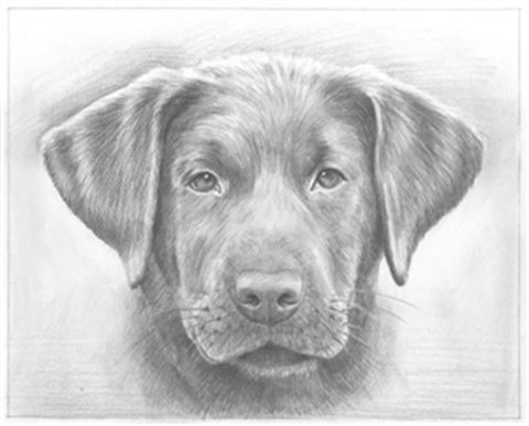Hand Drawn Pencil Portraits from Photos | Pencil Portrait Drawing | Pencil Sketch Artists
