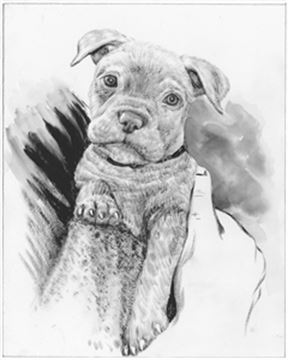 Hand Painted Ink Rendering Portraits from Photos